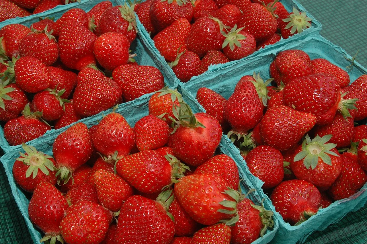 Four light blue pulp baskets full of strawberries